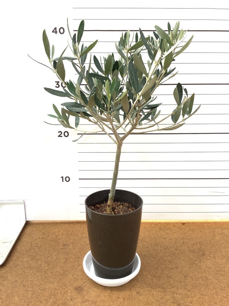 観葉植物 オリーブの木 3号 創樹プラスチック鉢 | 観葉植物なら