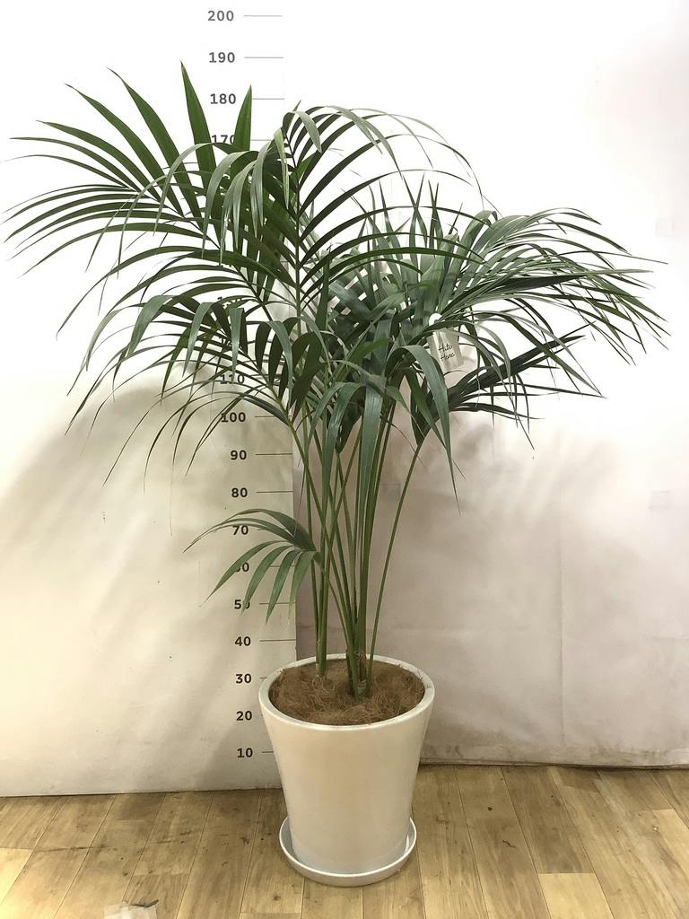 ケンチャヤシ 10号 | 観葉植物の通販ならHitoHana（ひとはな）