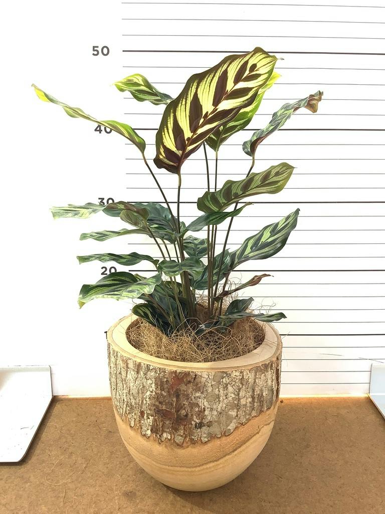 カラテア マコヤナ | 観葉植物の通販ならHitoHana（ひとはな）