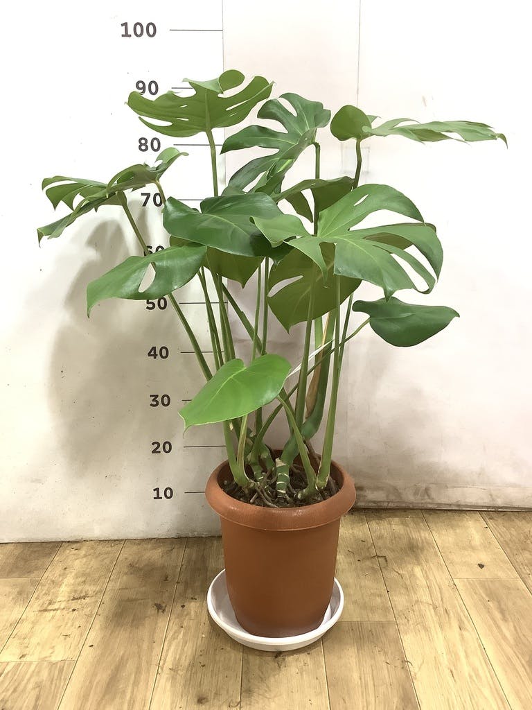 観葉植物 モンステラ 8号 ボサ造り プラスチック鉢 | 観葉植物なら