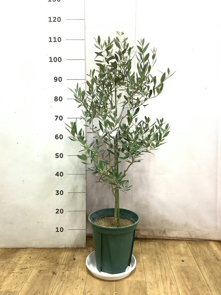 観葉植物 オリーブの木 8号 ミッション プラスチック鉢 / 小倉園