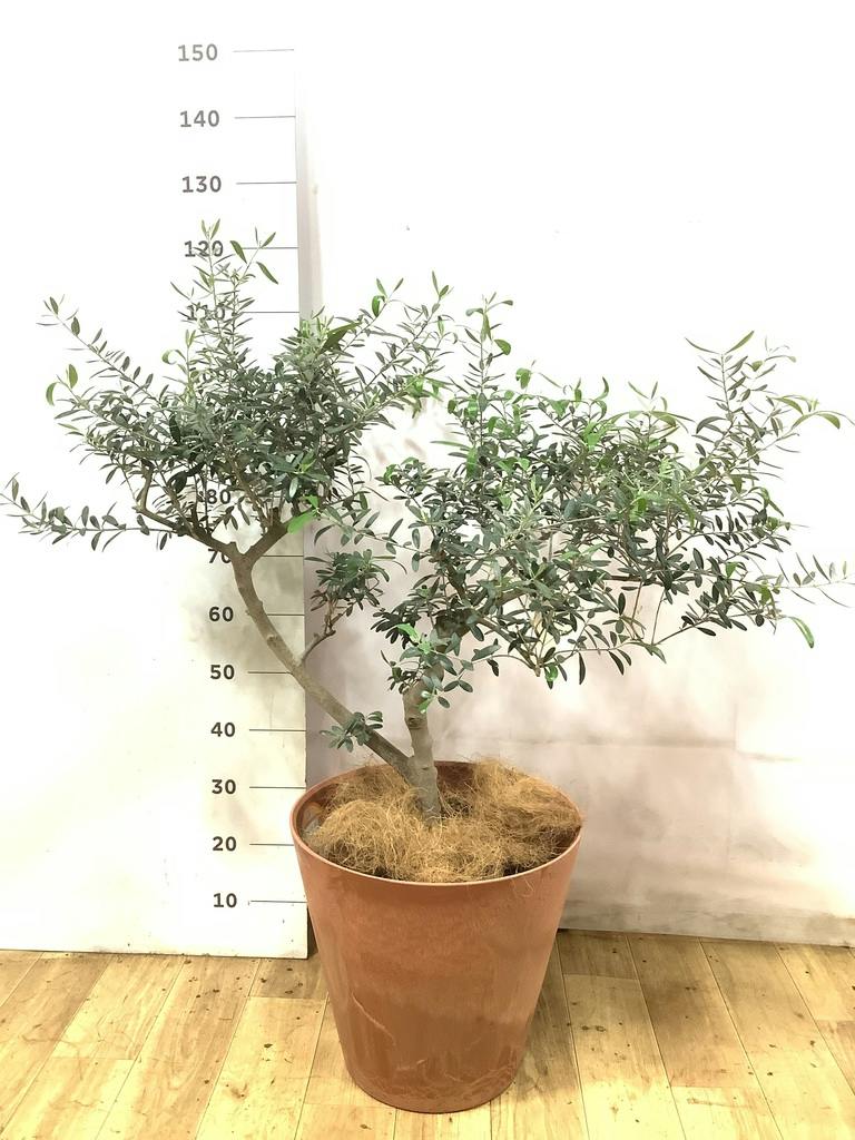 観葉植物 オリーブの木 9号 創樹 LushBasket (ラッシュバスケット