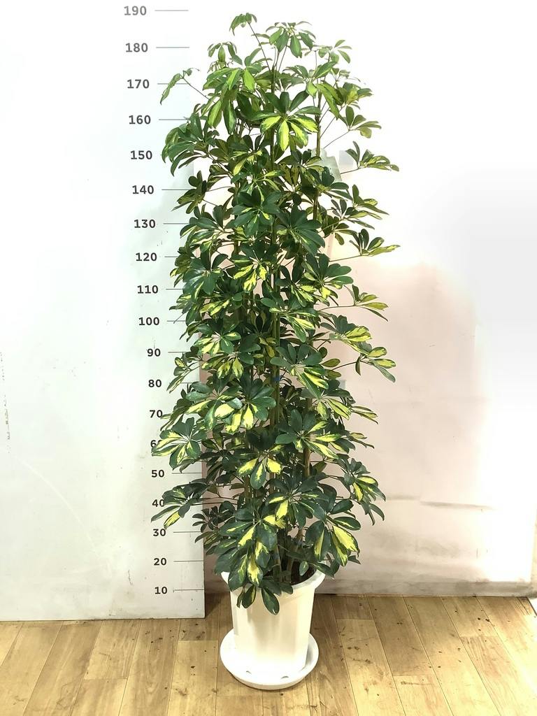 観葉植物 シェフレラ（カポック） 10号 斑入り プラスチック鉢 | 観葉
