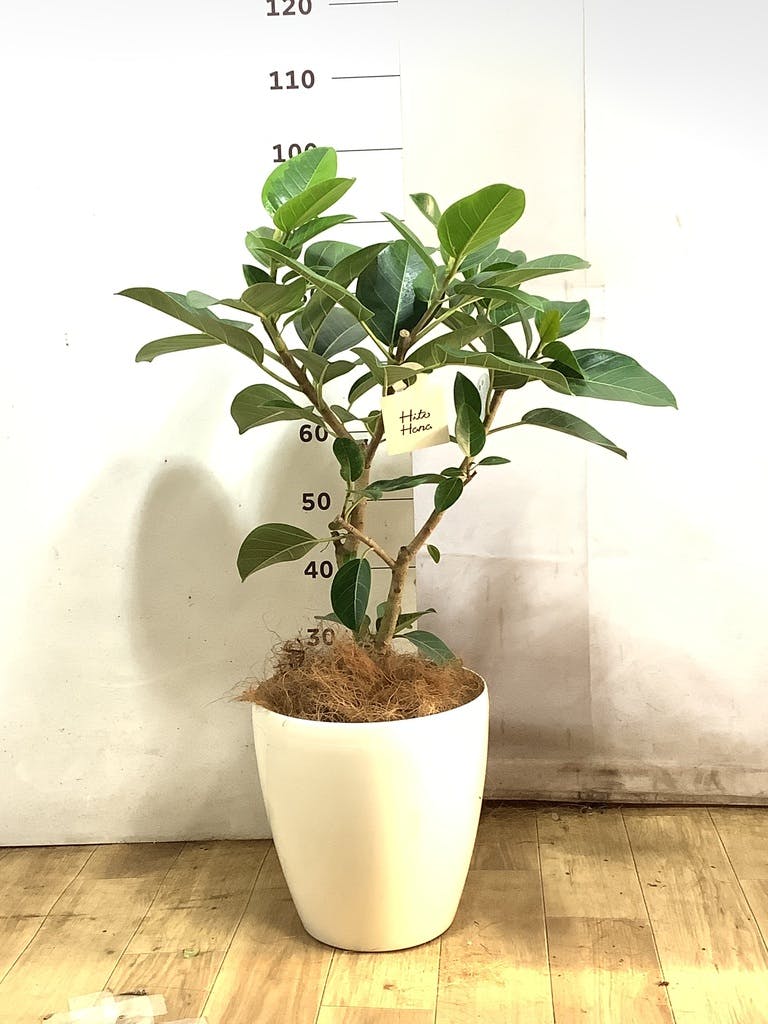 観葉植物 フィカス アルテシーマ【105cm】8号 プラスチック鉢 #70011