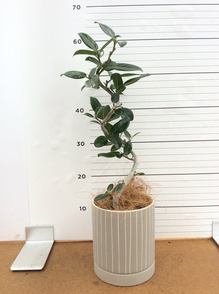 フィカス ベンガレンシス 4号 | 観葉植物通販 HitoHana（ひとはな）