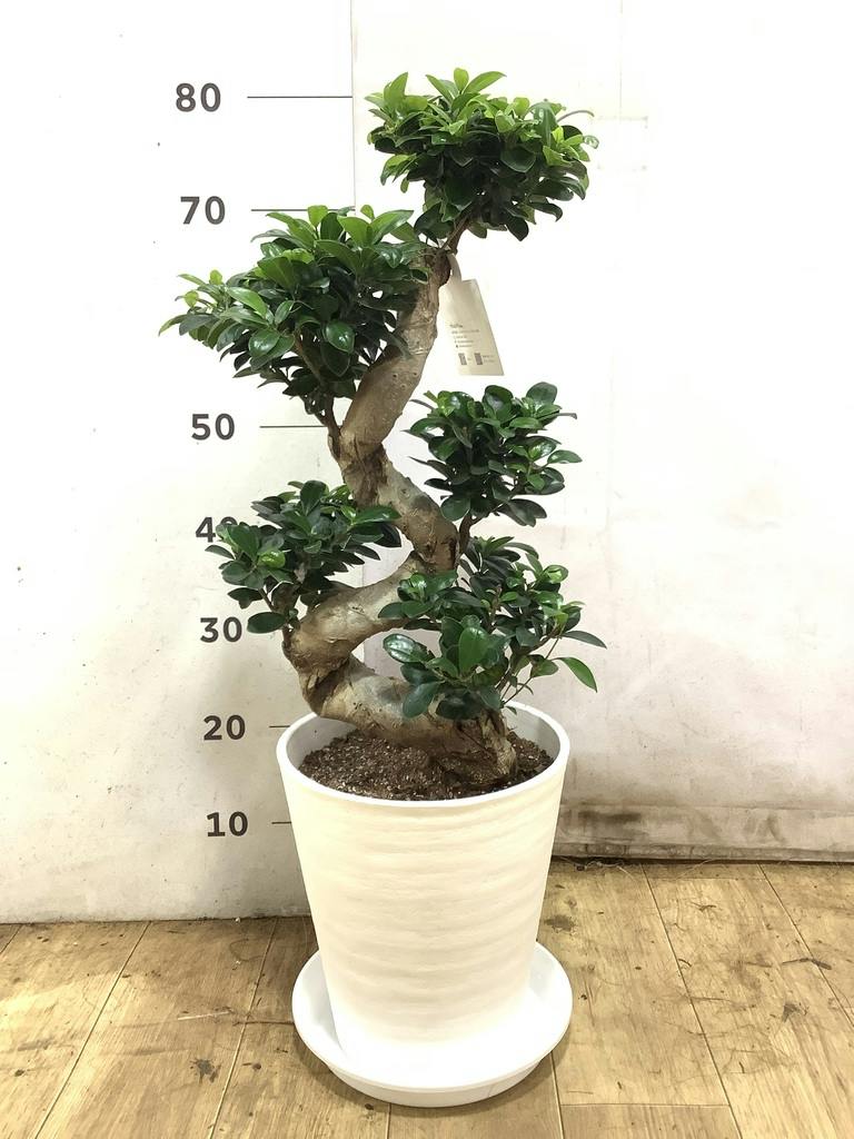 観葉植物 ガジュマル 8号 曲り プラスチック鉢 | 観葉植物ならHitoHana