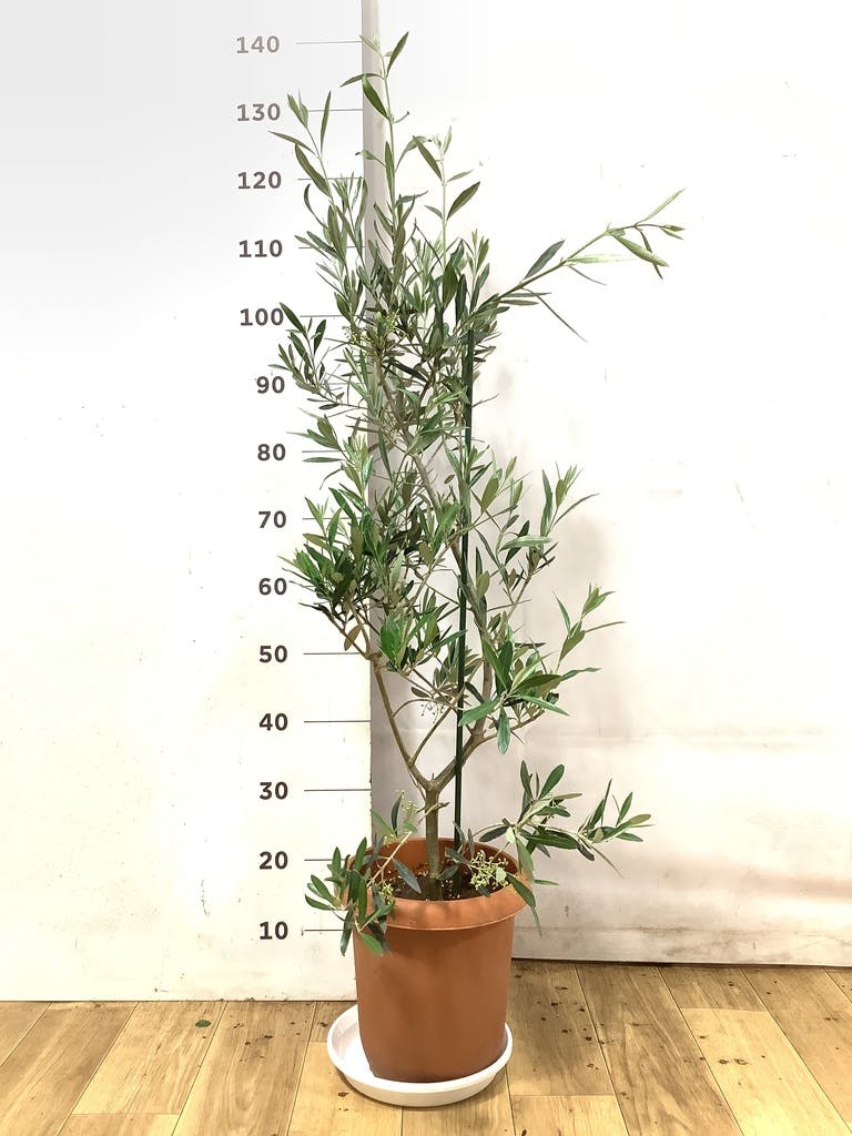 観葉植物 オリーブ 8号 チプレッシーノ プラスチック鉢 | 観葉植物なら