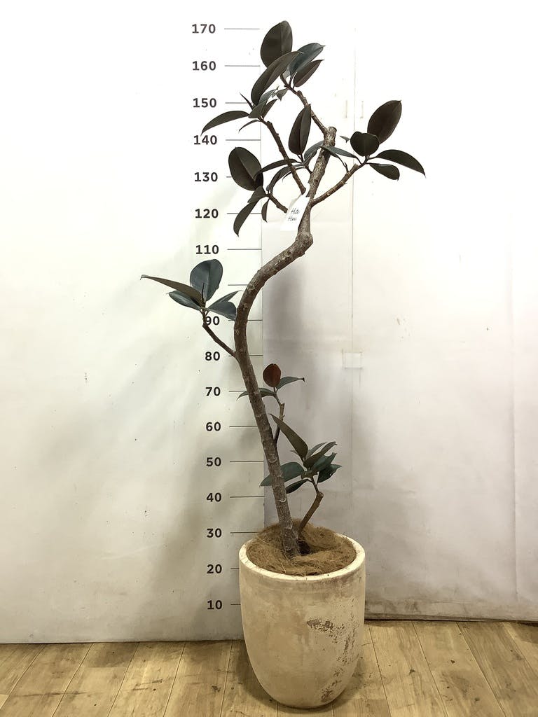 フィカス バーガンディ 1点もの（現品・現物） | 観葉植物 - HitoHana