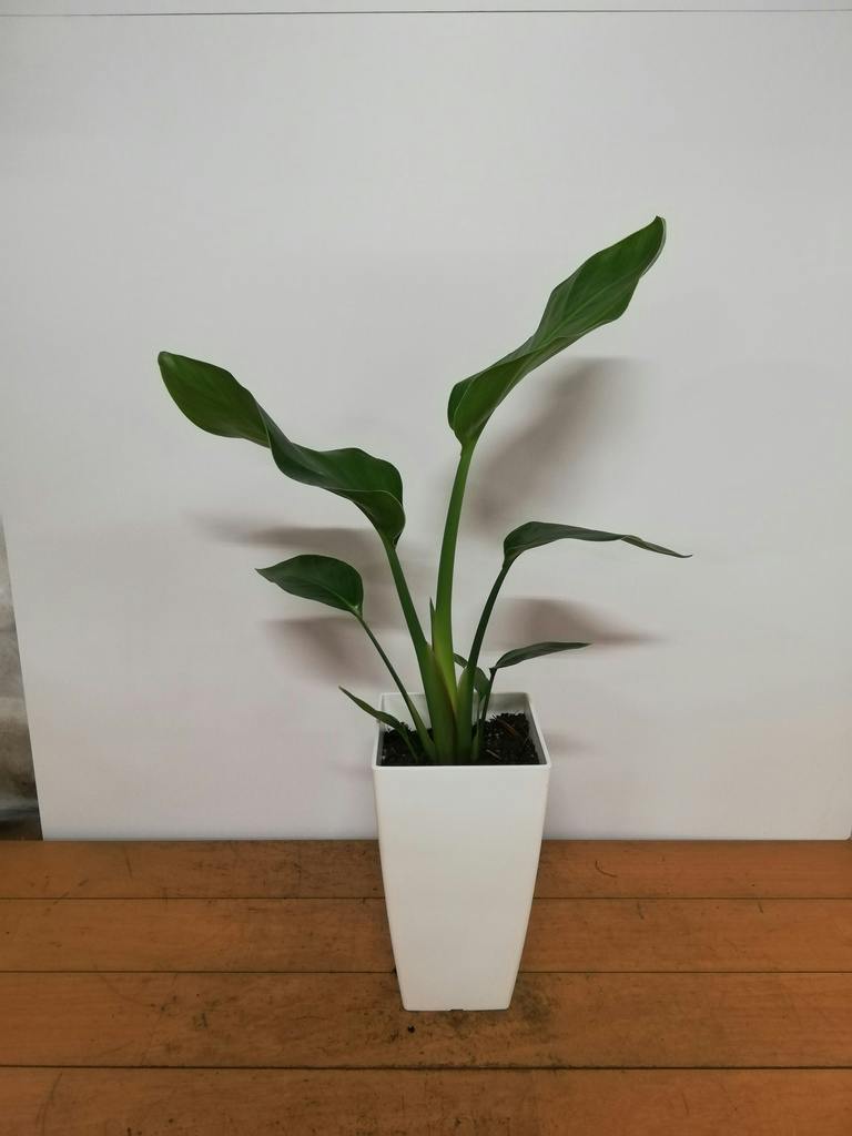 観葉植物 オーガスタ 6号 プラスチック鉢 | 観葉植物ならHitoHana(ひと