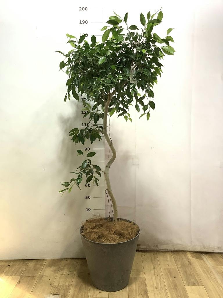 観葉植物 ベンジャミン 9号 ヌダ プラスチック鉢 | 観葉植物なら