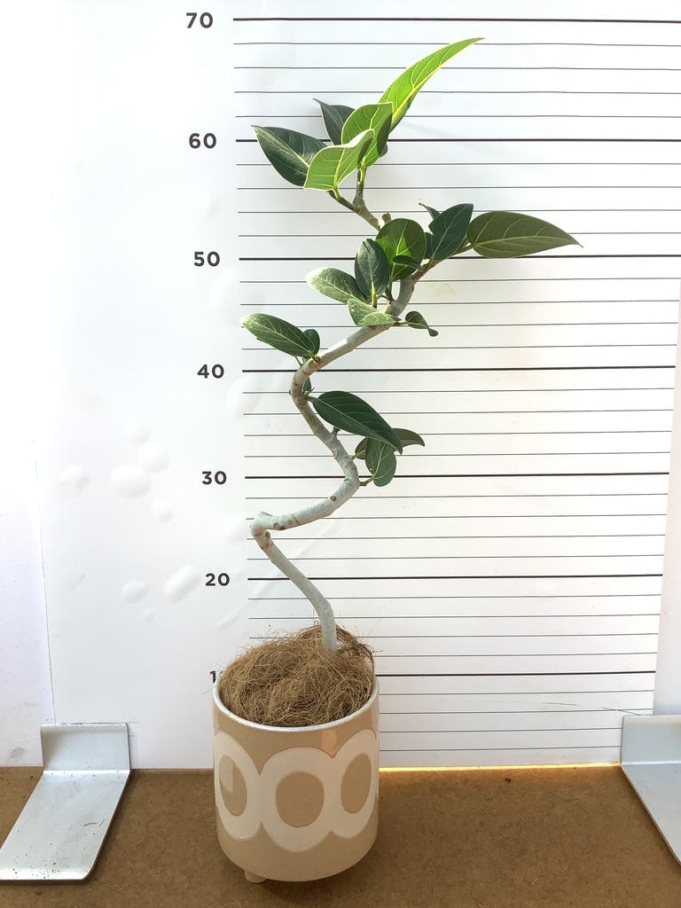 フィカス ベンガレンシス 4号 | 観葉植物通販 HitoHana（ひとはな）