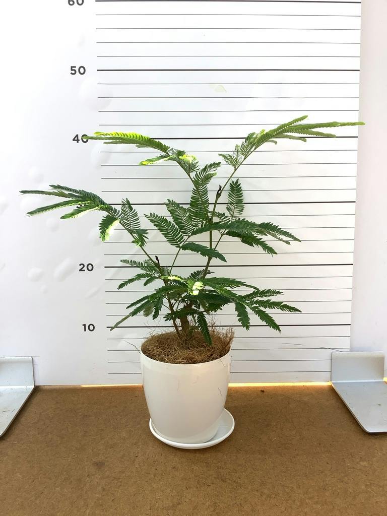 観葉植物 エバーフレッシュ 【180cm】 13号 #72046 ※1都3県配送限定