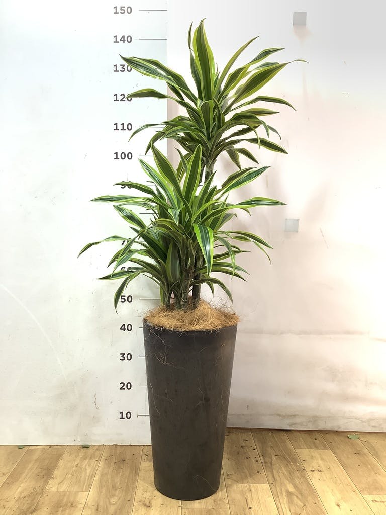 観葉植物 ドラセナ ワーネッキー レモンライム 8号 Eco Stone（エコ