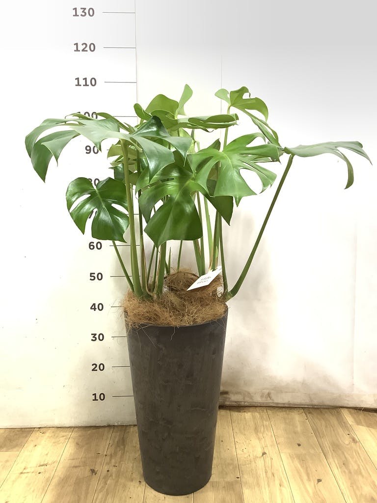 観葉植物 モンステラ 8号 ボサ造り ベータ キューブプランター ウッド