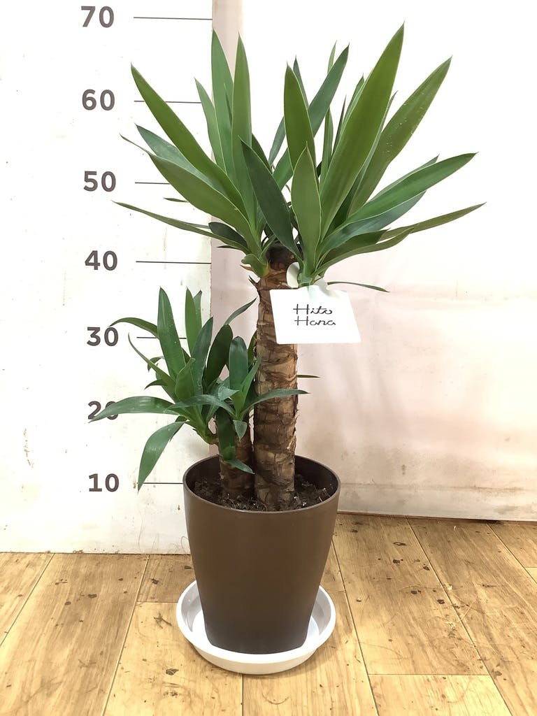 観葉植物 ユッカ 6号 ノーマル Coral Pot (コーラルポット) ブラック