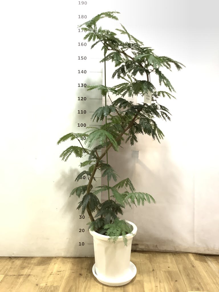 観葉植物 エバーフレッシュ 10号 曲り プラスチック鉢 | 観葉植物なら