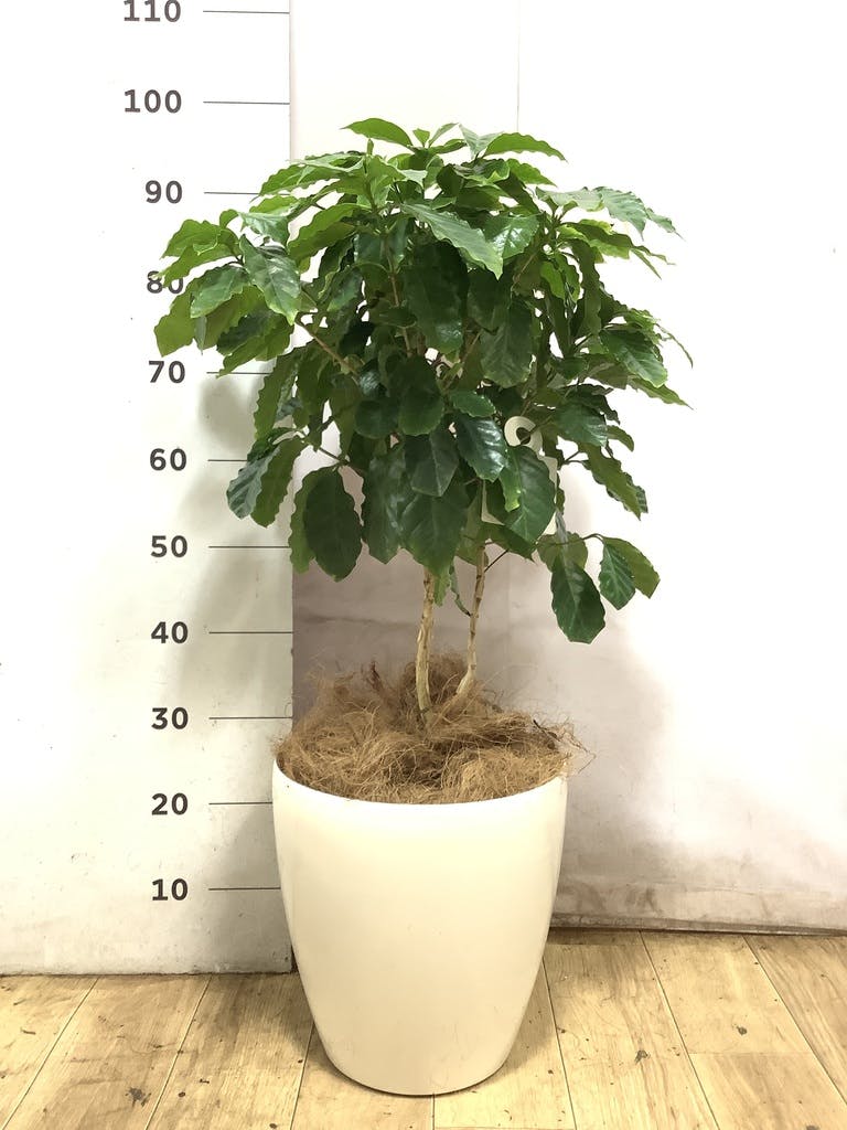 コーヒーの木 8号 | 観葉植物 | 送料無料でお届け - Hitohana（ひとはな）