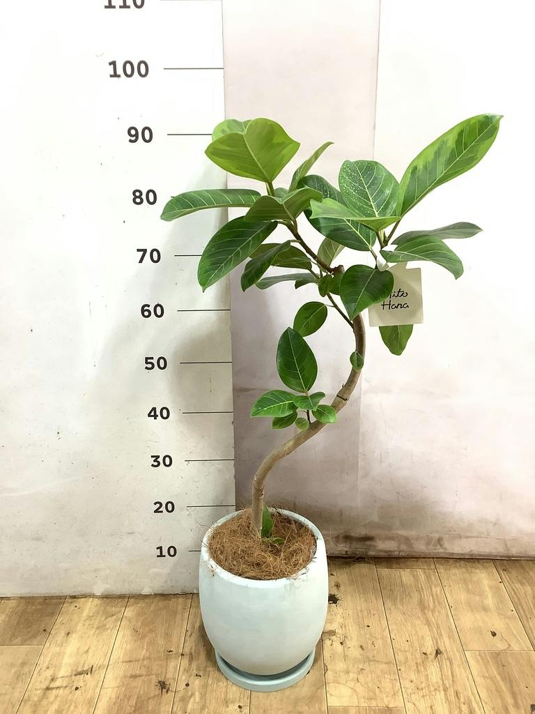 フィカス アルテシーマ 6号 | 観葉植物 | インテリアやギフトに