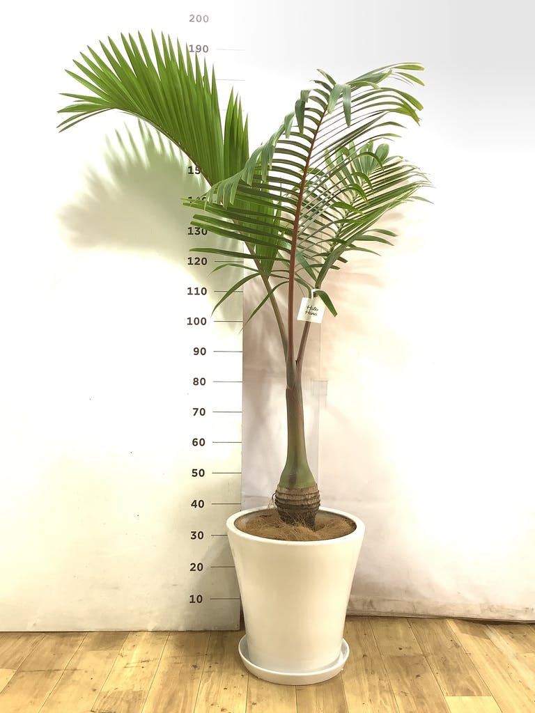 観葉植物 トックリヤシ 10号 サブリナ 白 付き | 観葉植物ならHitoHana