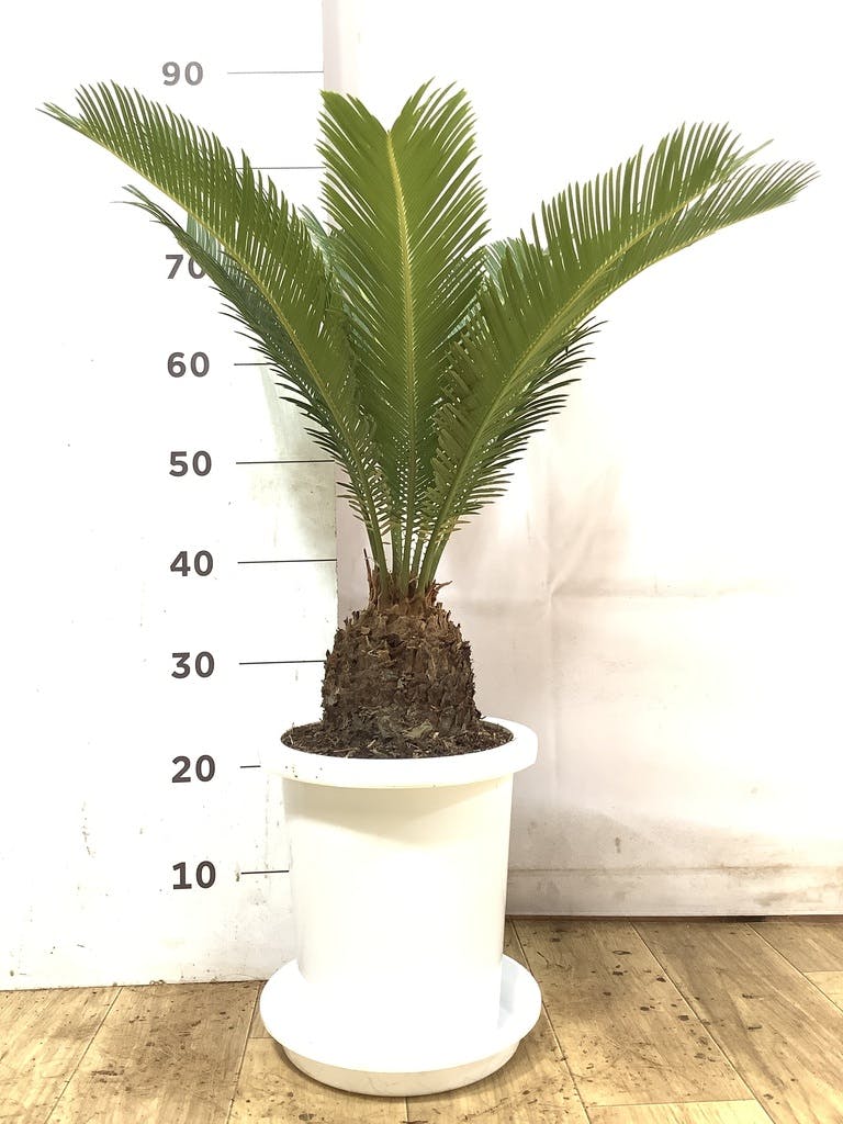 ソテツ 8号プラ鉢付き高さ(鉢底から)約60cm 程　子株数ケあり。 ソテツ 8号プラ鉢付き高さ(鉢底から)約60cm 程 子株数ケあり。 【公式