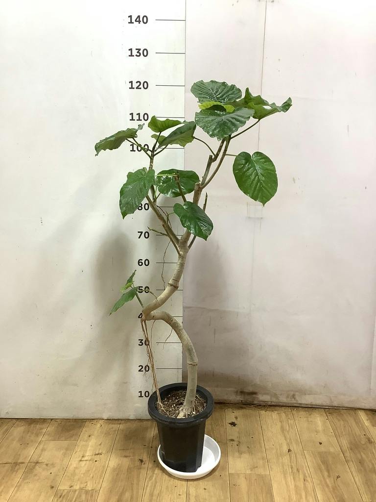観葉植物 フィカスウンベラータ 7号 曲り プラスチック鉢 | 観葉植物