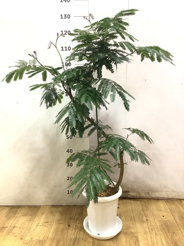 観葉植物 エバーフレッシュ 8号 曲り プラスチック鉢 | 観葉植物なら