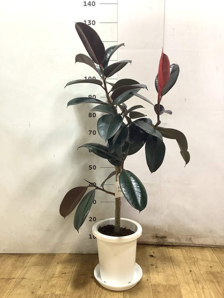 フィカス バーガンディ 1点もの（現品・現物） | 観葉植物 - HitoHana