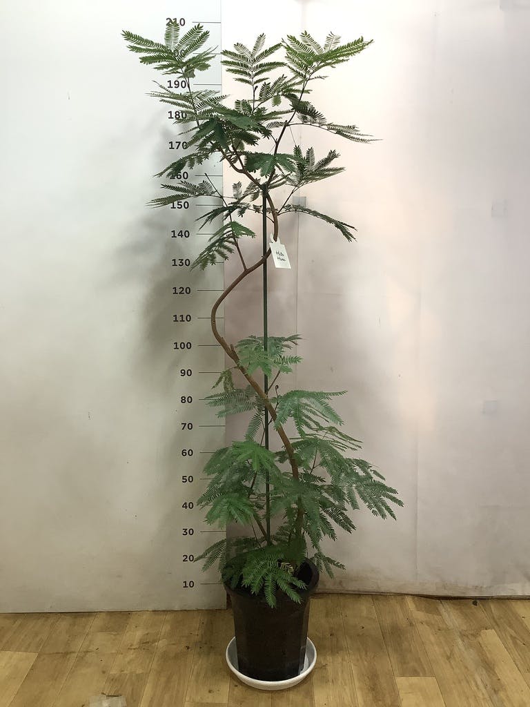 観葉植物 エバーフレッシュ 10号 曲り プラスチック鉢 | 観葉植物なら