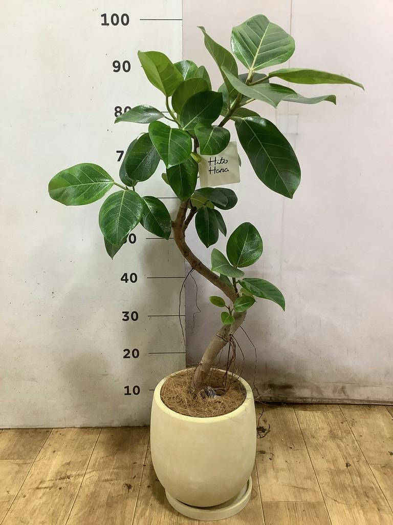 フィカス アルテシーマ 6号 | 観葉植物 | インテリアやギフトに