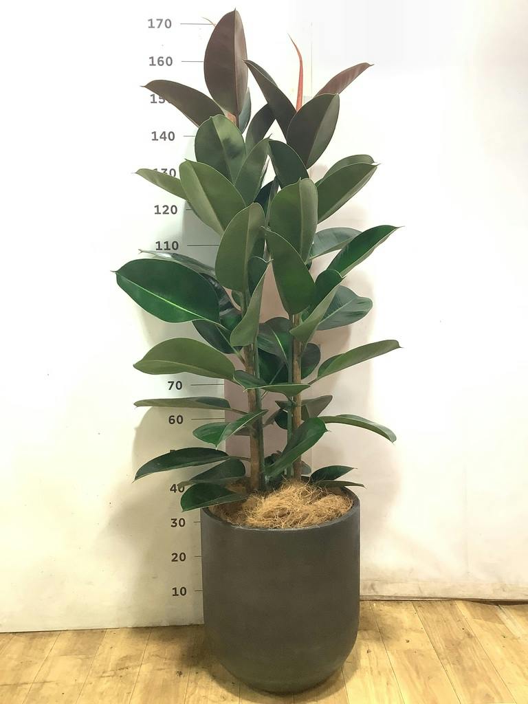 観葉植物 フィカス ロブスター 10号 ストレート 竹バスケット 付き
