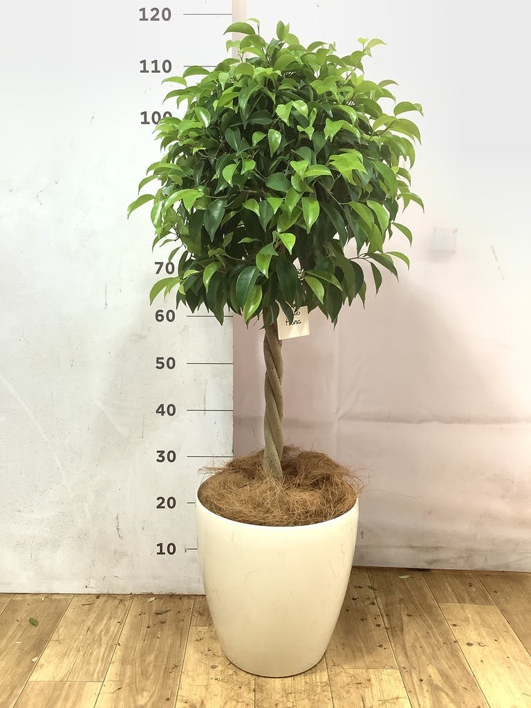 フィカス ベンジャミン 8号 | 観葉植物 | インテリアやギフトに
