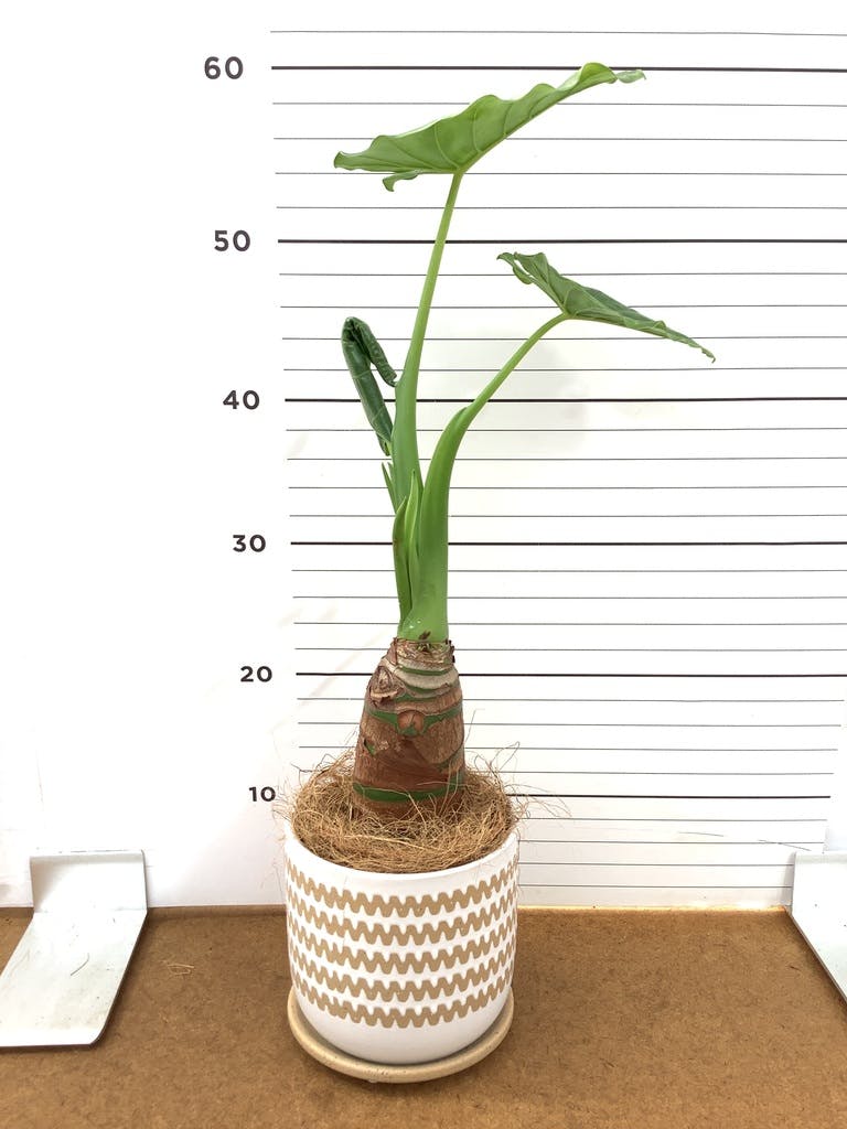 アロカシア | 観葉植物の通販ならHitoHana（ひとはな）
