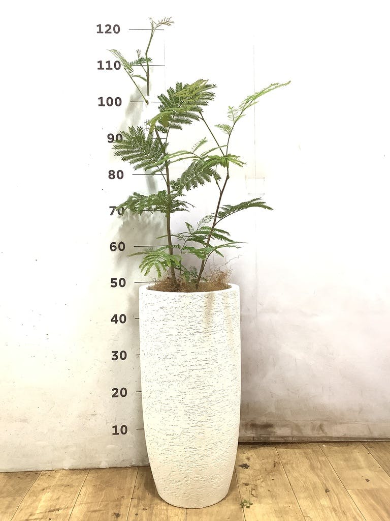 観葉植物 エバーフレッシュ 6号 プラスチック鉢 | 観葉植物なら