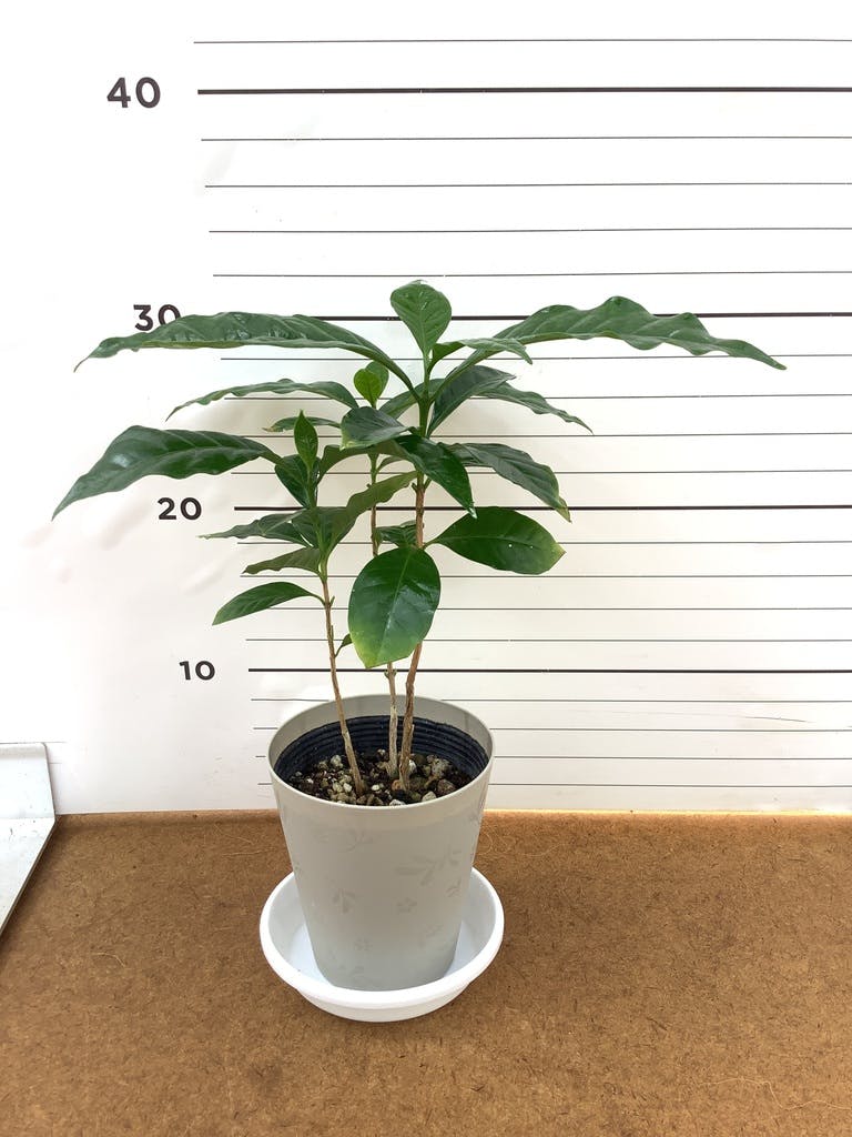 観葉植物 コーヒーの木 4号 プラスチック鉢 | 観葉植物ならHitoHana