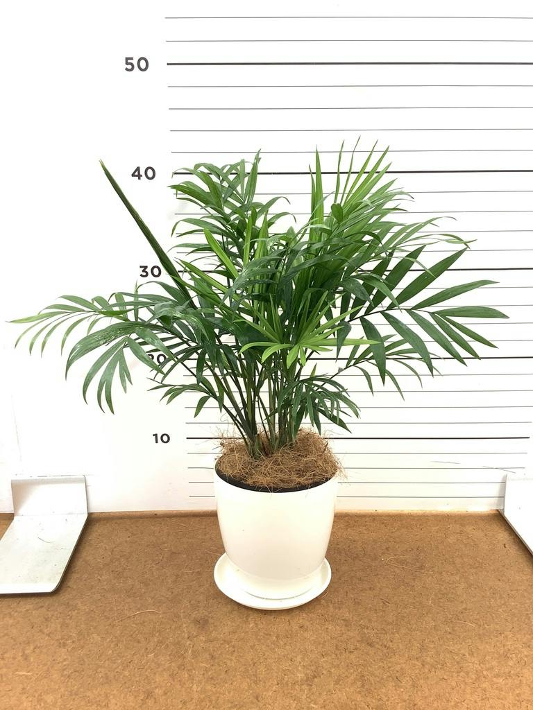 テーブルヤシ 4号 | 観葉植物 | インテリアやギフトに - Hitohana