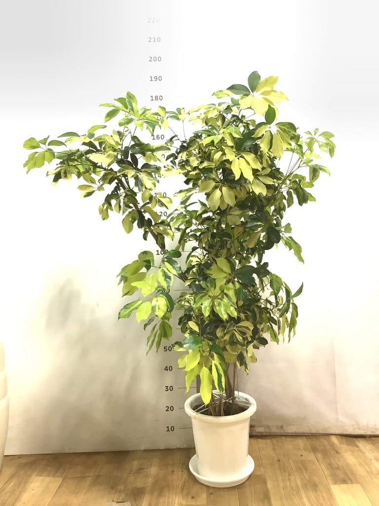 観葉植物 フィカスジャンボリーフ 【155cm】 9号 プラスチック鉢