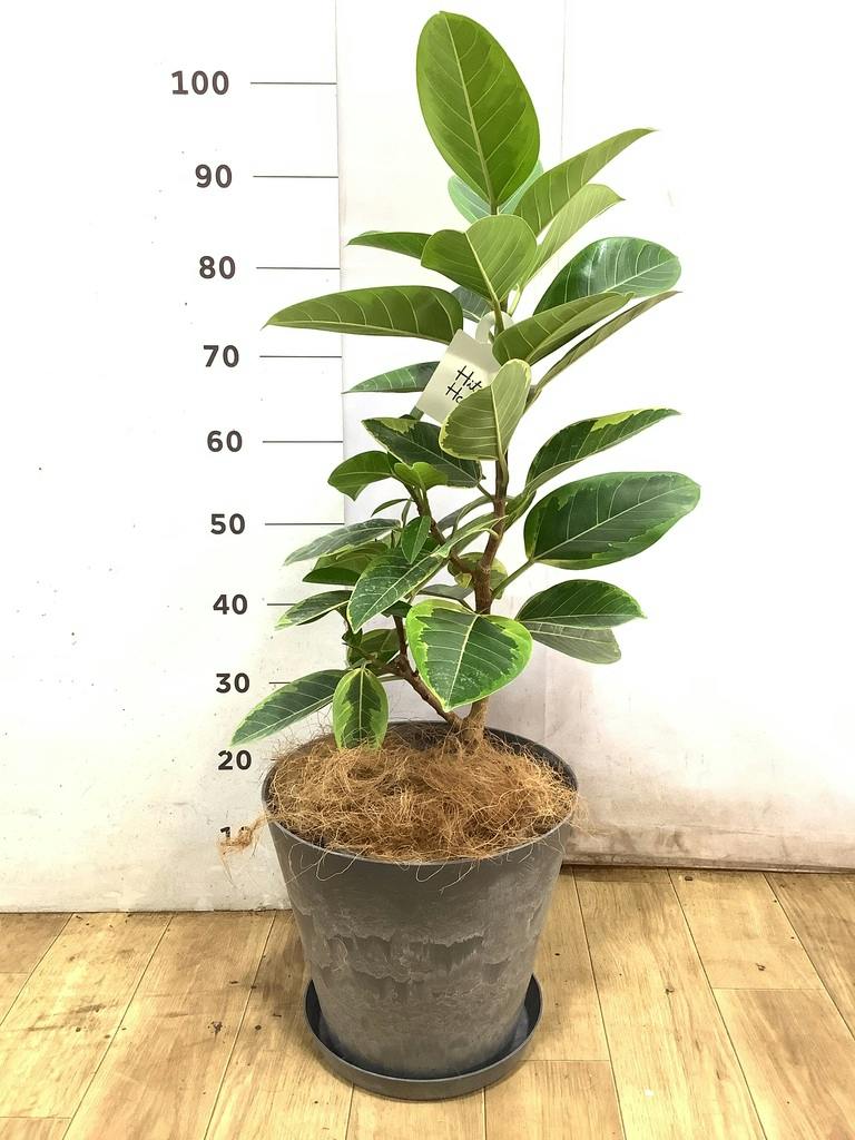 観葉植物 フィカス アルテシーマ 【お祝いにおすすめ】7号 アート