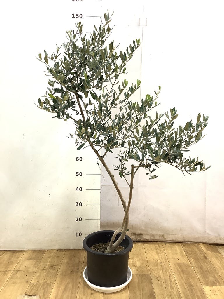 観葉植物 オリーブ 8号 ルッカ ラッシュバスケット Natural 付き