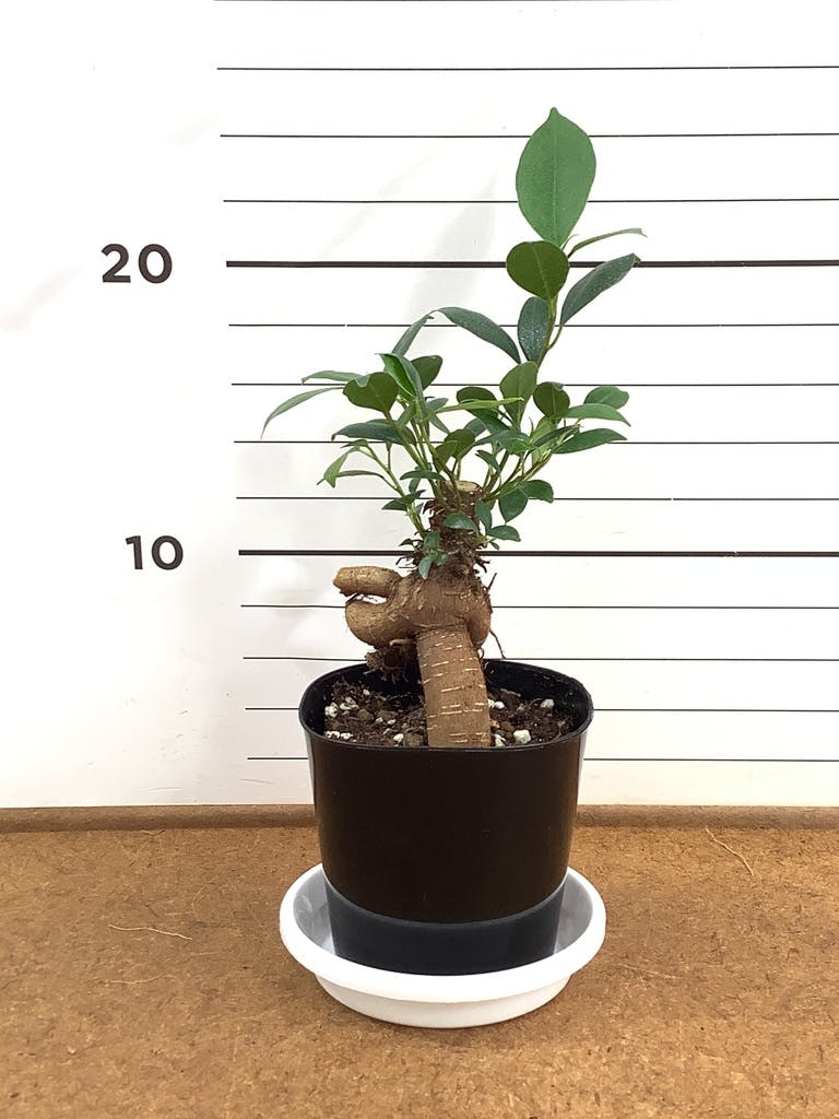 観葉植物 ガジュマル 3号 プラスチック鉢 | 観葉植物ならHitoHana(ひと
