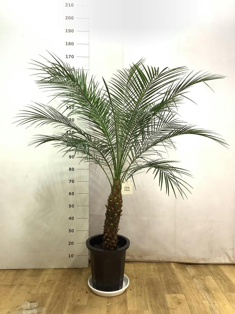 観葉植物 フェニックスロベレニー 10号 プラスチック鉢 | 観葉植物なら 
