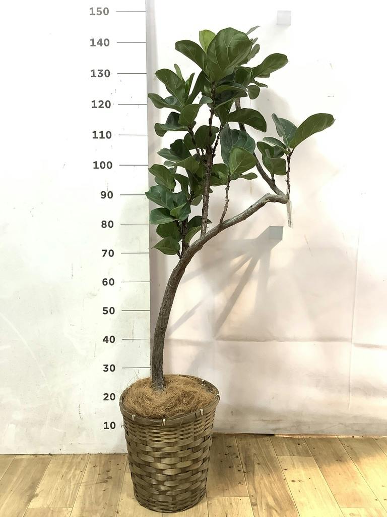 カシワバゴム　バンビーノ　22 カシワバゴムの木 バンビーノ | 観葉植物通販HitoHana(ひとはな)