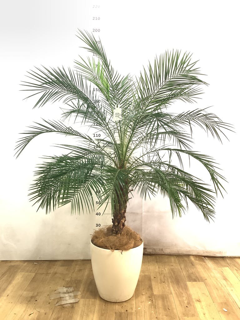 フェニックスロベレニー 10号 | 観葉植物 | インテリアやギフトに