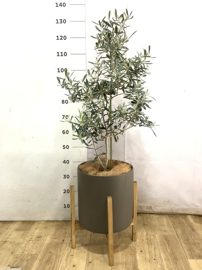 観葉植物 オリーブ 8号 デルモロッコ プラスチック鉢 / 小倉園 | 観葉