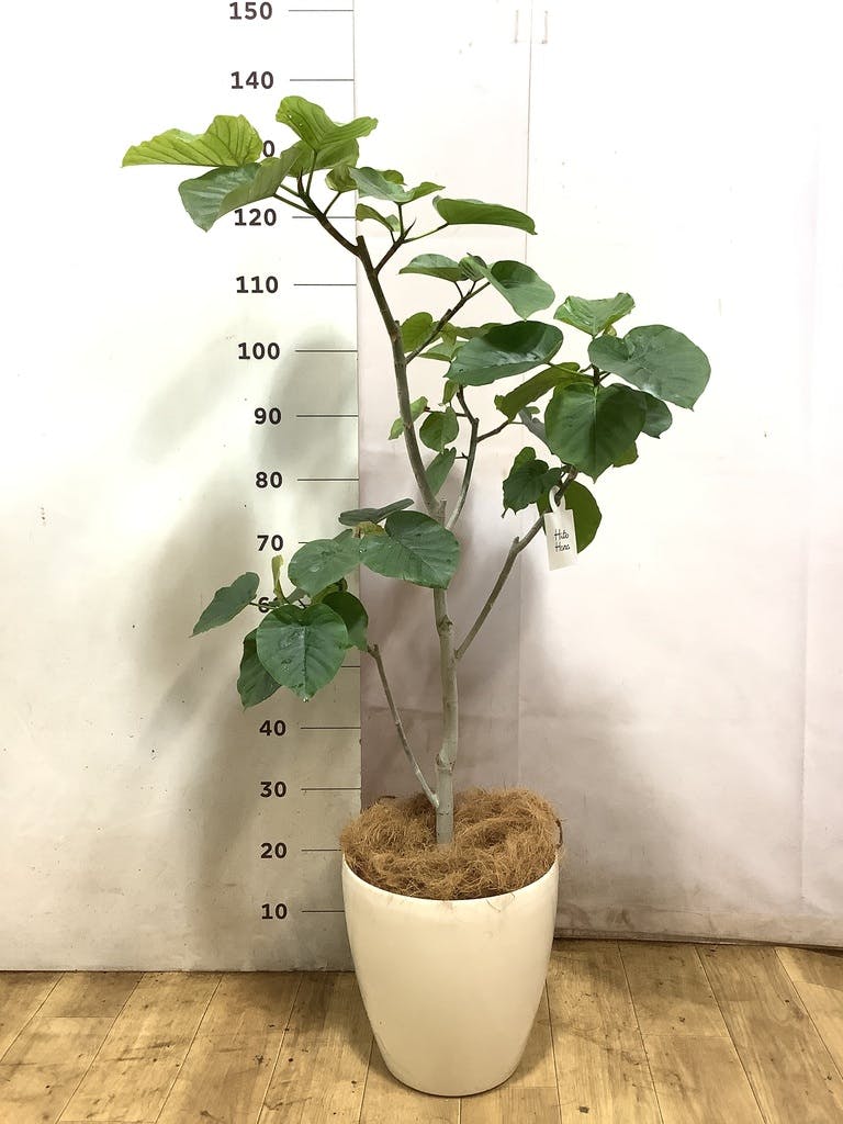 観葉植物 フィカス ウンベラータ 8号 ノーマル ラスターポット 付き