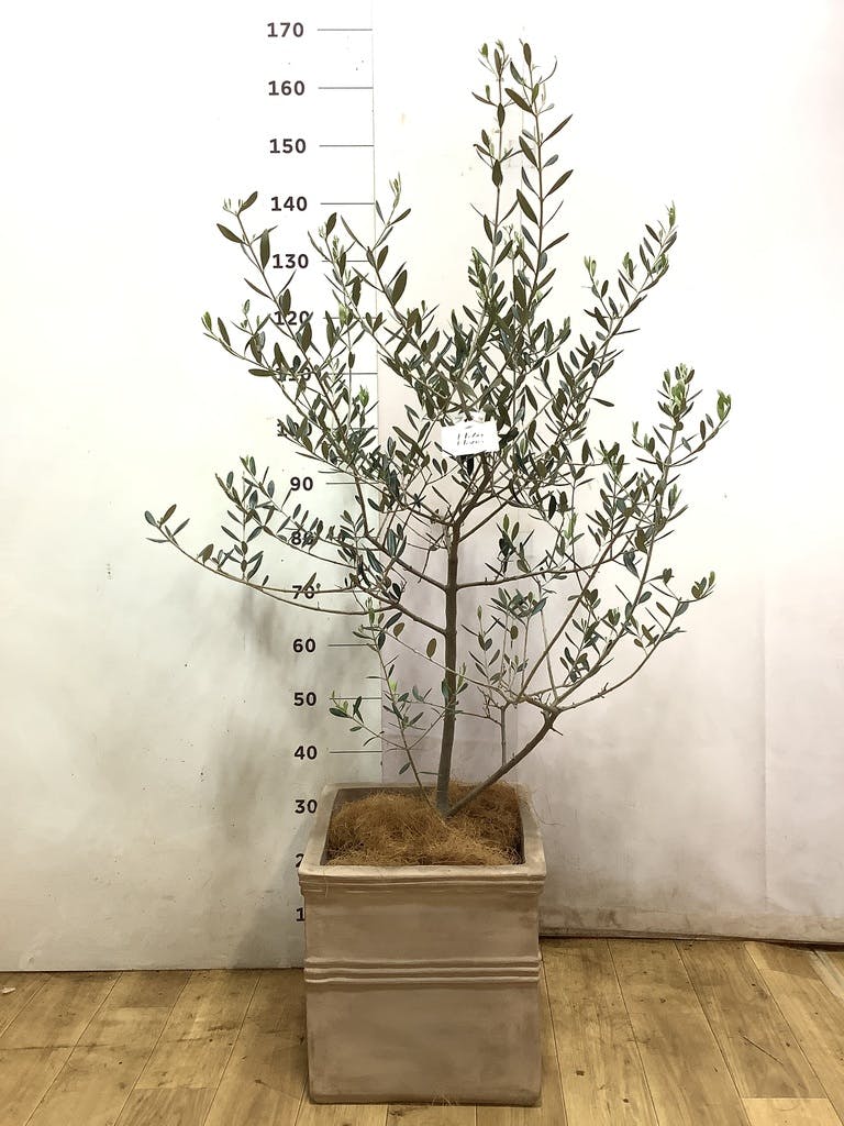 オリーブの木 8号 | 観葉植物 | 送料無料でお届け - Hitohana（ひとはな）