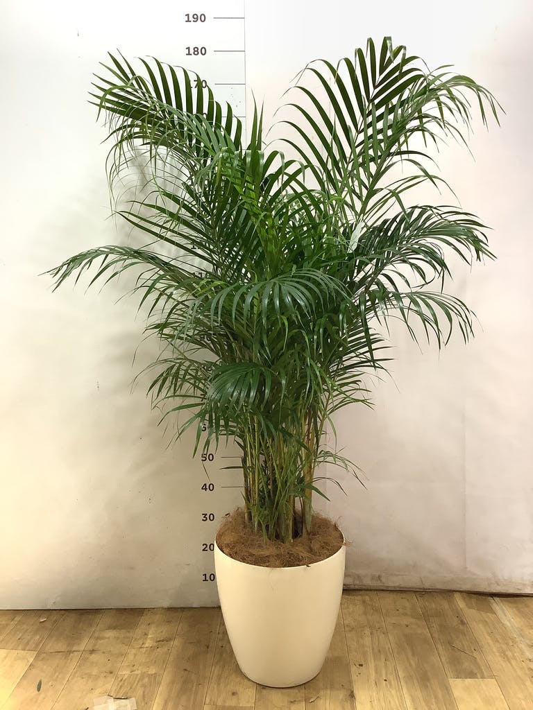 アレカヤシ 10号 | 観葉植物 | インテリアやギフトに - Hitohana（ひと