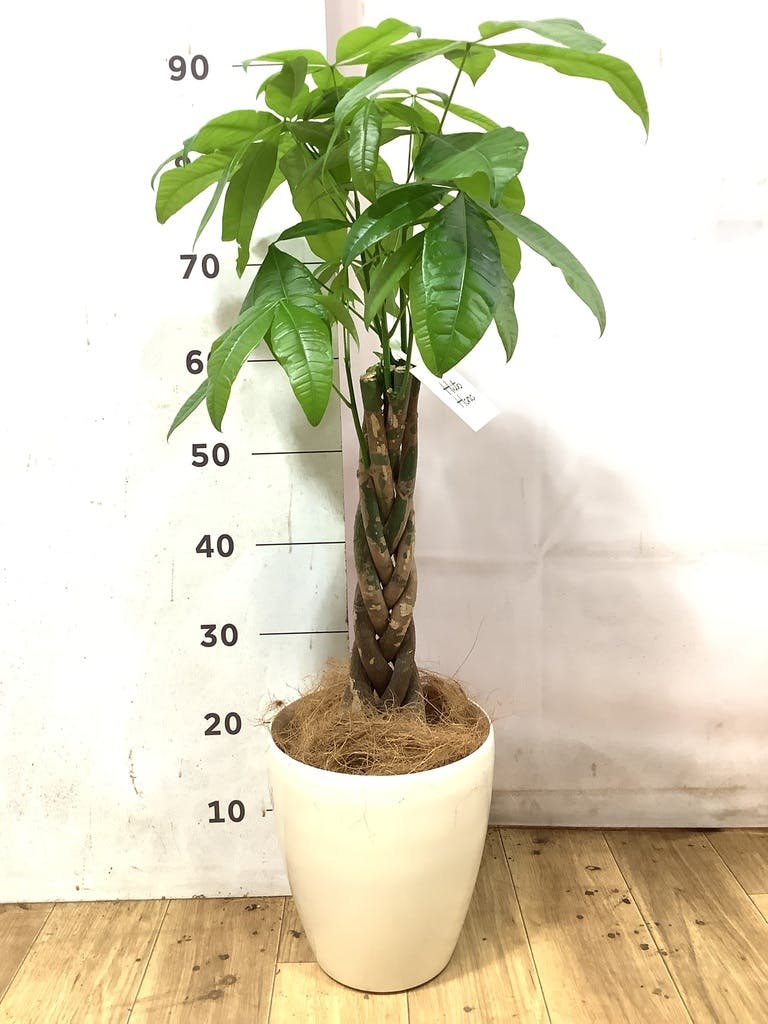 観葉植物 パキラ【45cm】6号 極太 プラスチック鉢 #69602 | 観葉植物