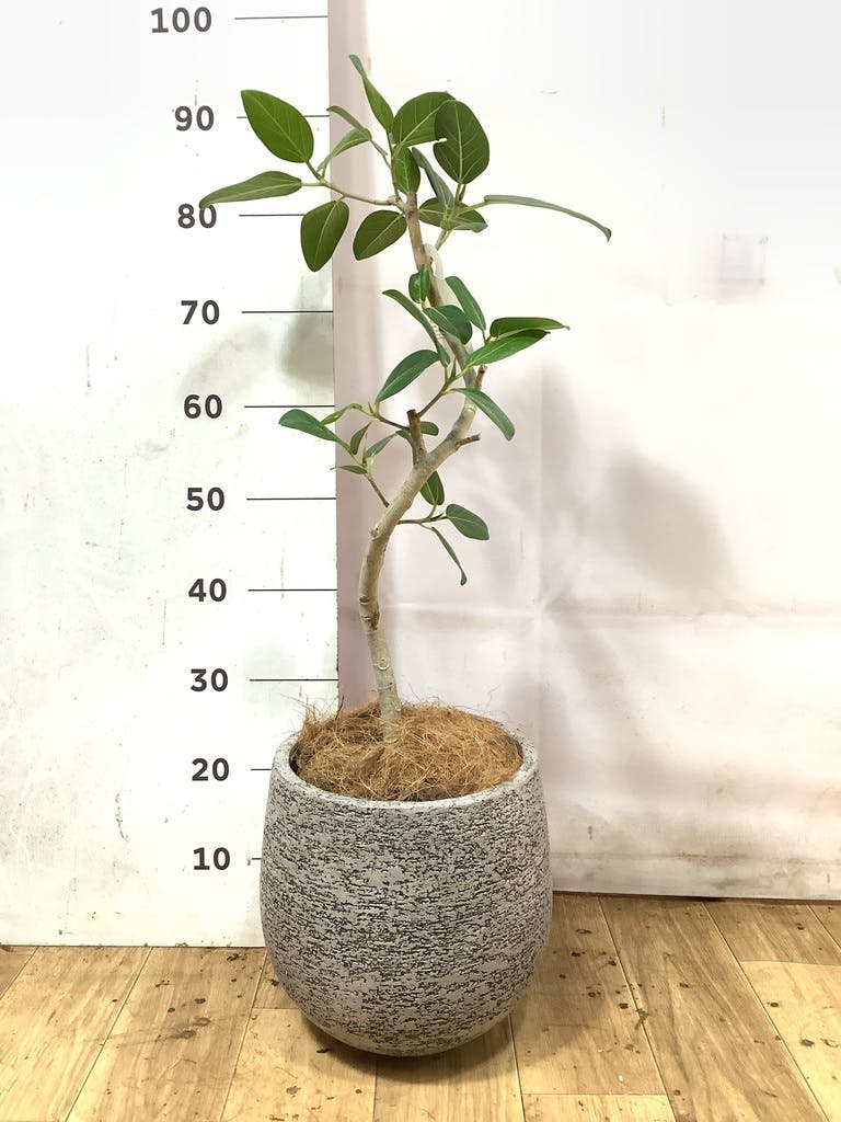 観葉植物 フィカス ベンガレンシス 6号 曲り ラウンド 付き | 観葉植物