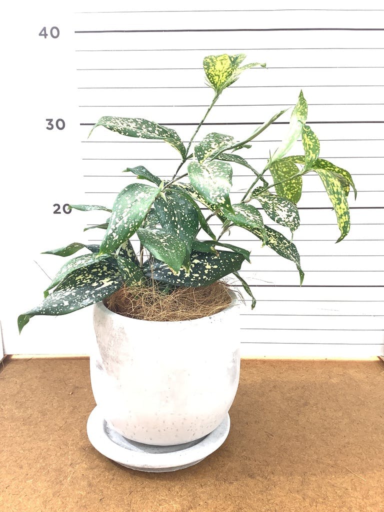 ドラセナ　キュンティ　４号鉢 ドラセナ 4号 | 観葉植物の通販ならHitoHana（ひとはな）