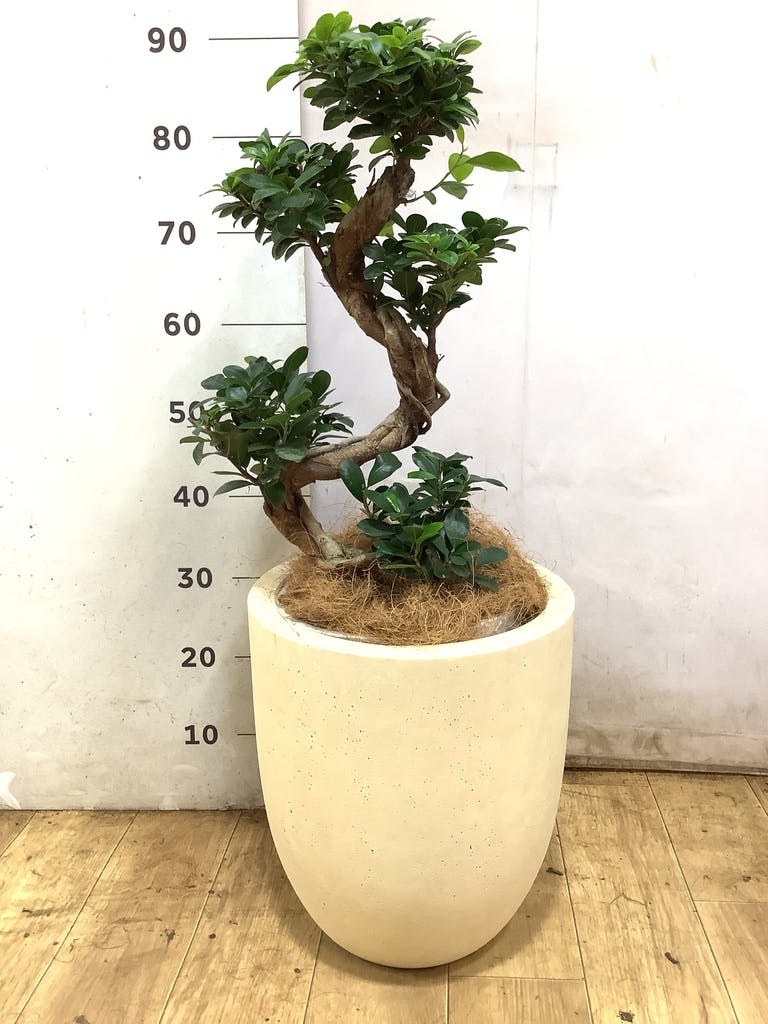 ガジュマル 8号 | 観葉植物通販HitoHana(ひとはな)